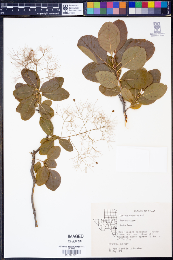 Cotinus obovatus image