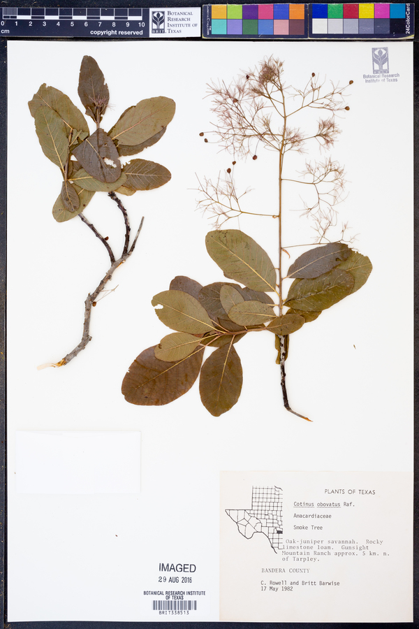 Cotinus obovatus image