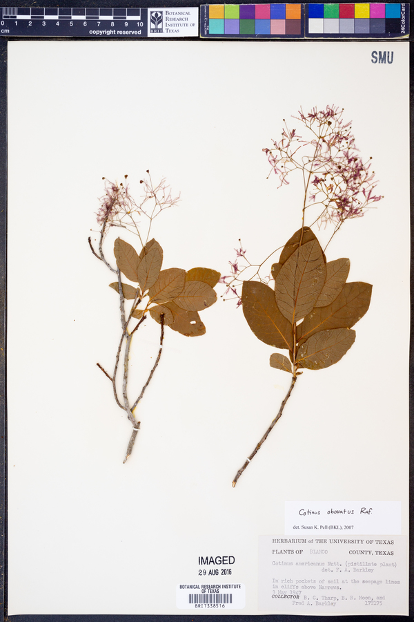 Cotinus obovatus image