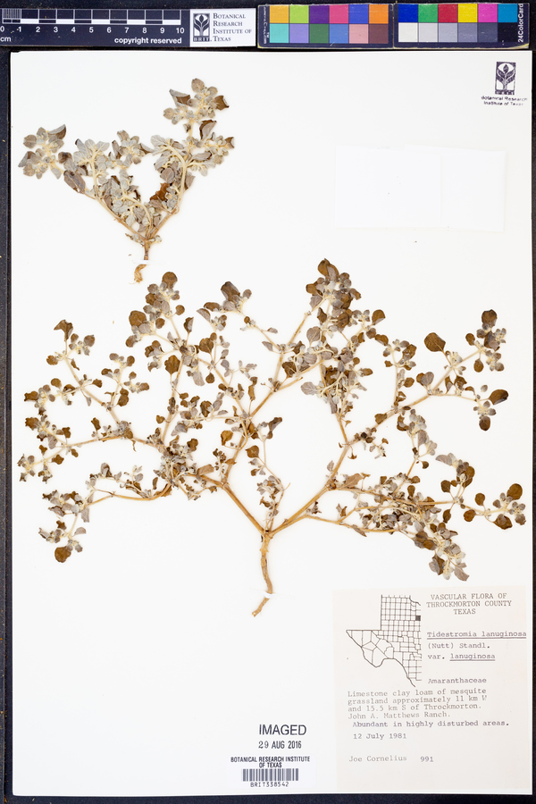Tidestromia lanuginosa var. lanuginosa image