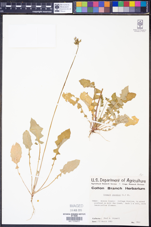 Youngia japonica image