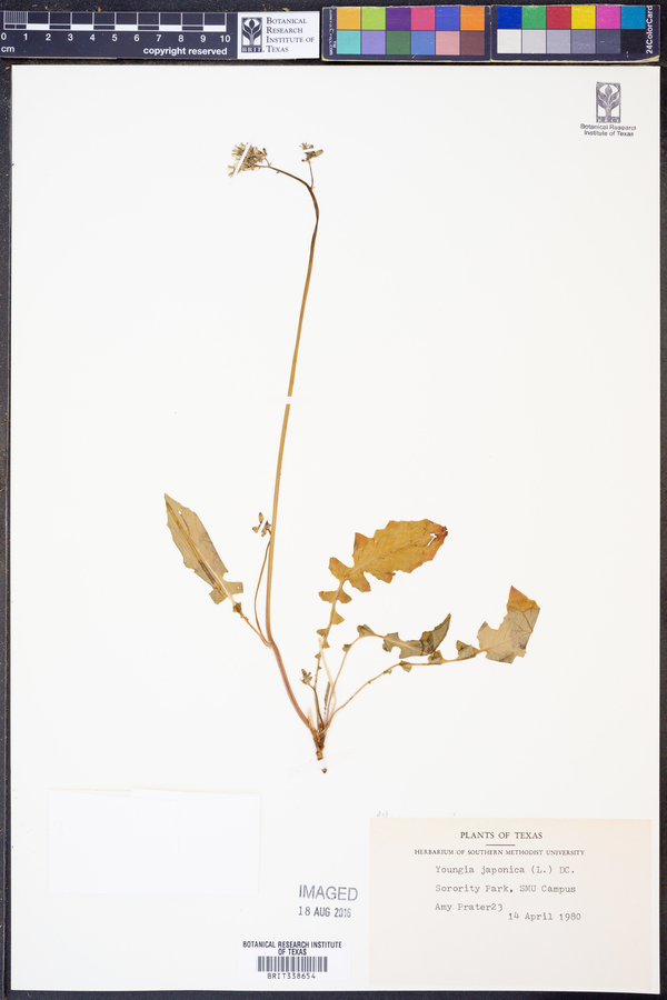 Youngia japonica image