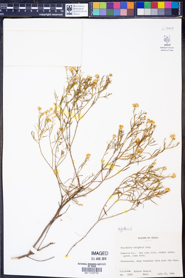 Xylothamia image