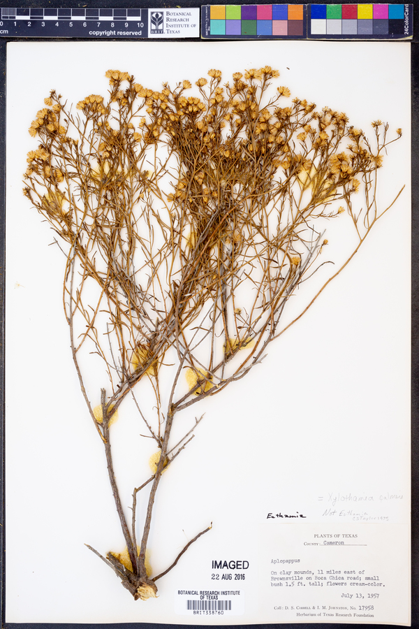 Xylothamia palmeri image