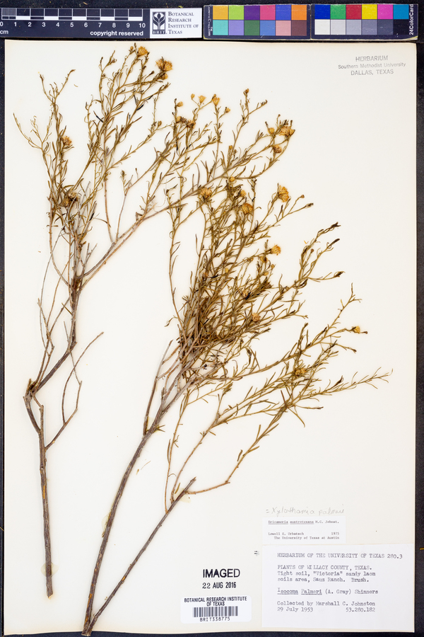 Xylothamia image
