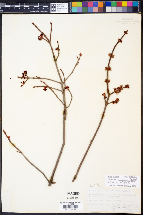 Acer rubrum var. trilobum image