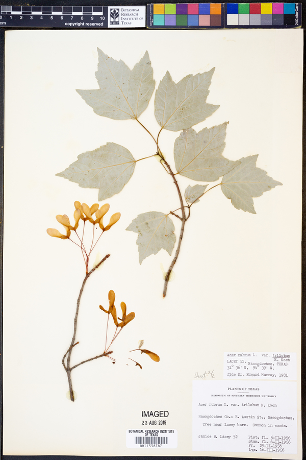 Acer rubrum var. trilobum image