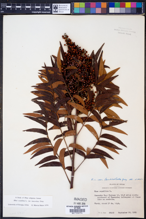 Rhus lanceolata image