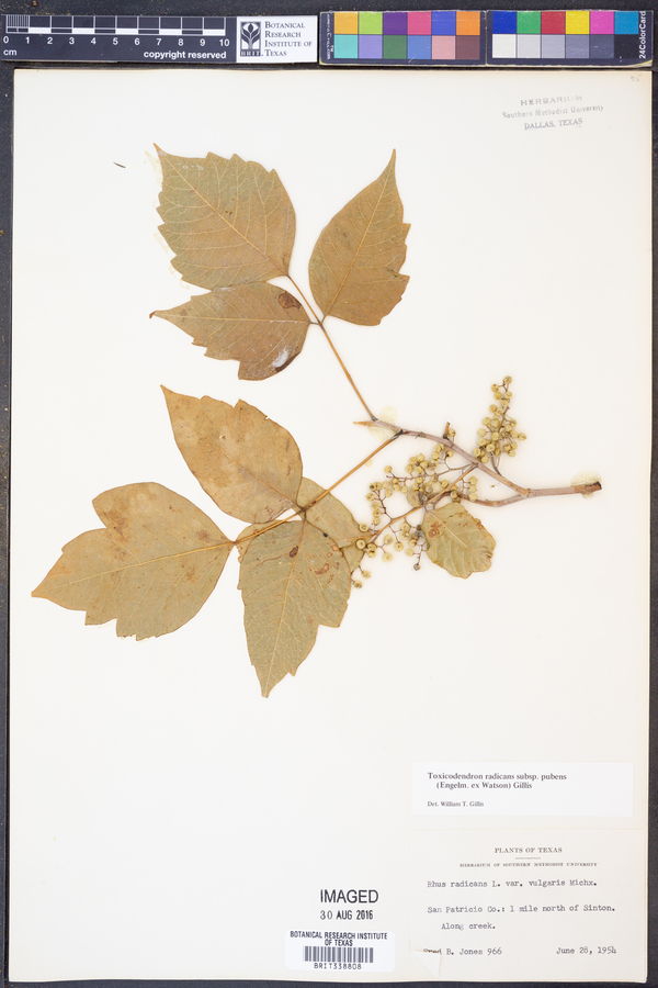 Toxicodendron radicans subsp. pubens image