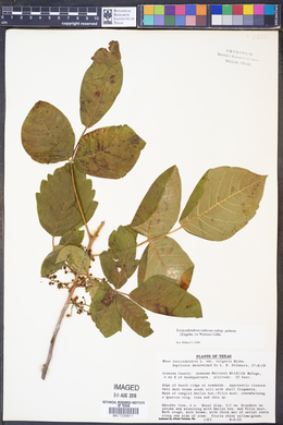 Toxicodendron radicans subsp. pubens image