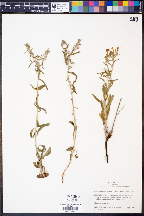 Lithospermum parksii var. rugulosum image
