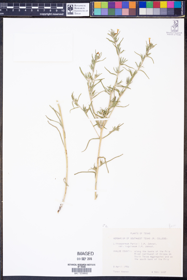 Lithospermum parksii var. rugulosum image