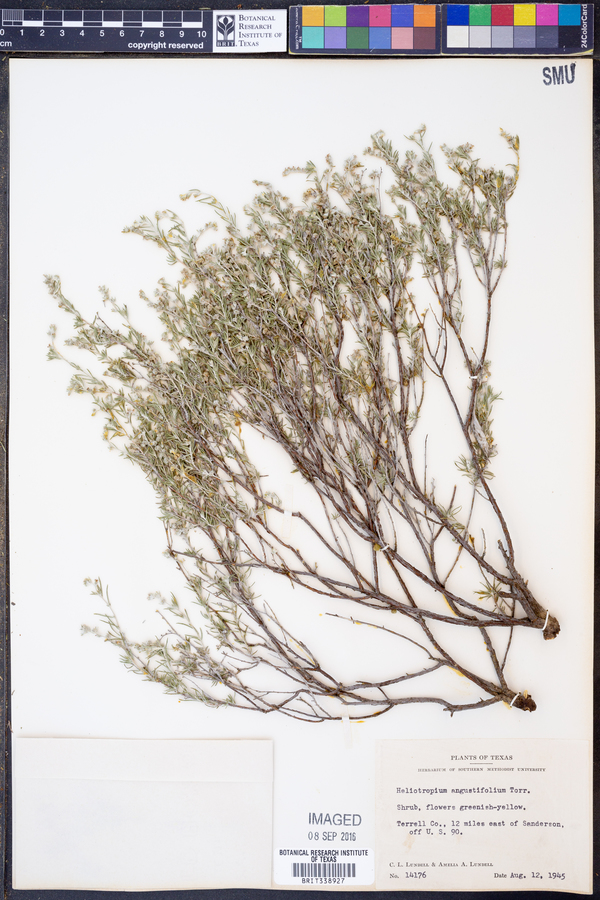 Heliotropium torreyi image