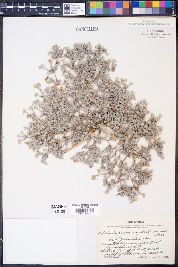 Heliotropium confertifolium image