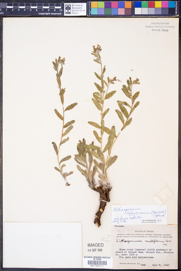 Lithospermum calycosum image