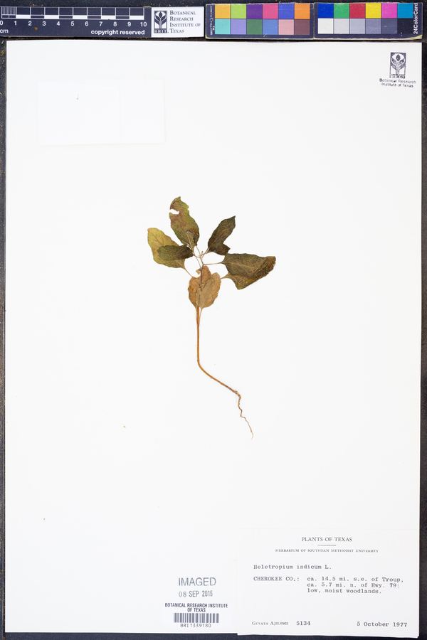 Heliotropium indicum image