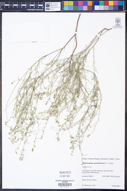 Image of Heliotropium powelliorum