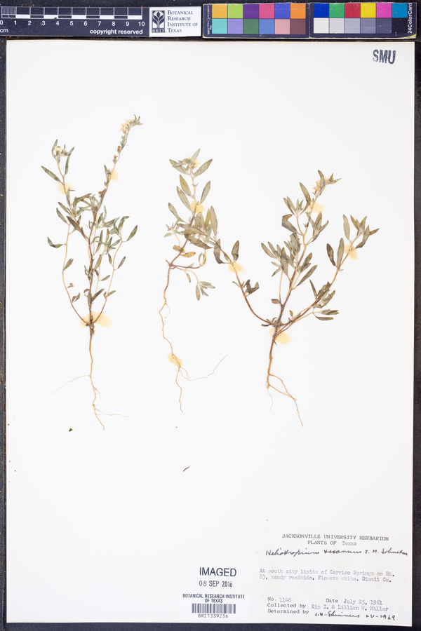 Heliotropium texanum image