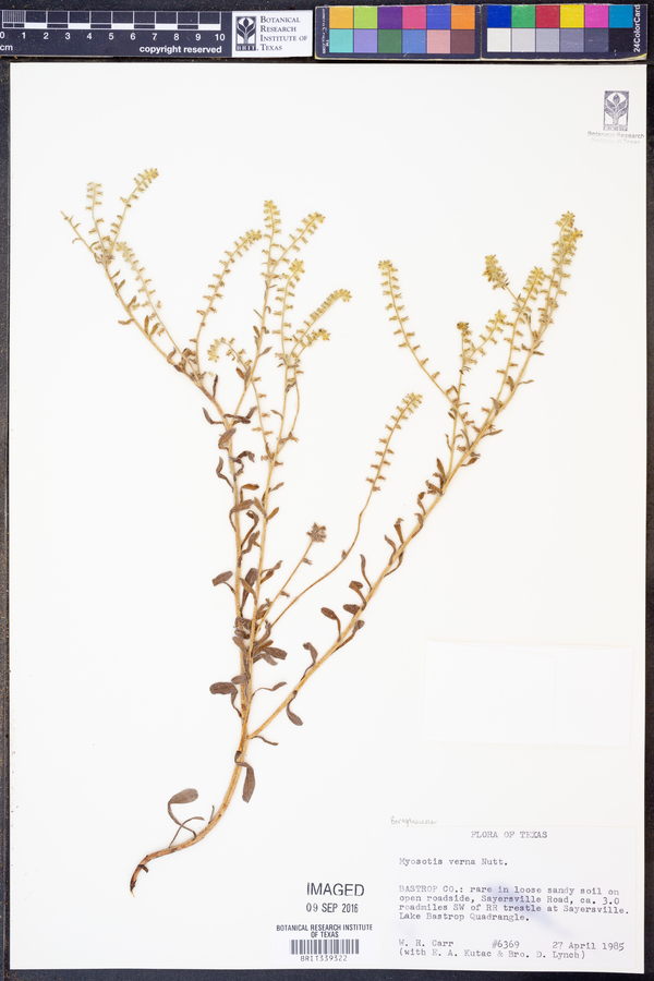 Cryptantha texana image