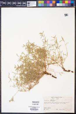Heliotropium greggii image