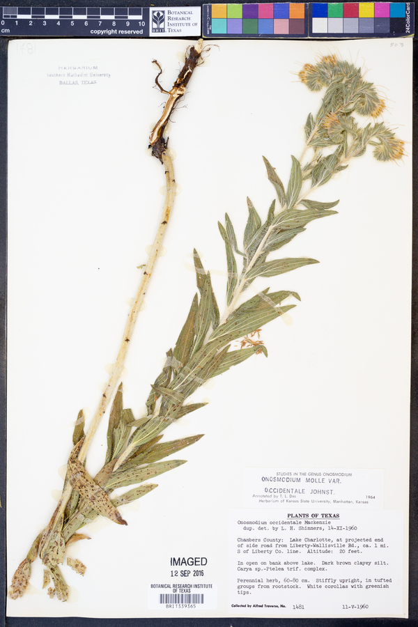Onosmodium molle image