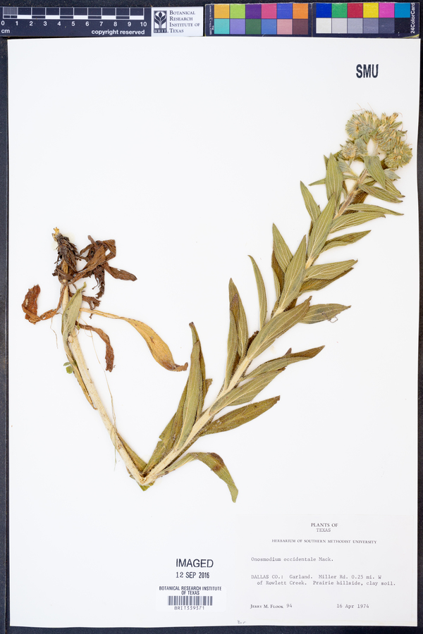 Onosmodium occidentale image