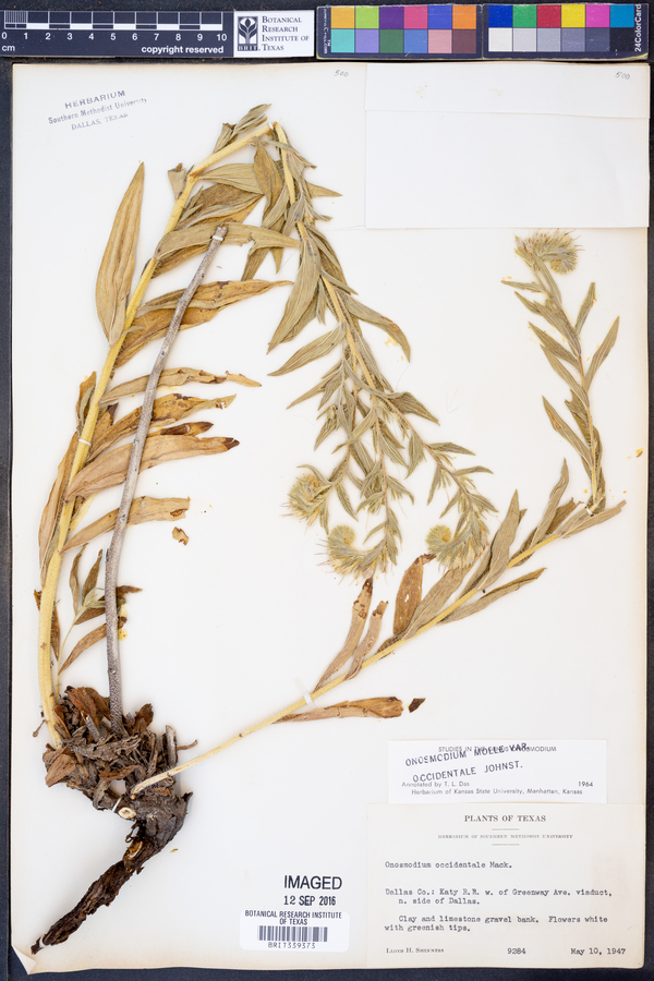 Onosmodium molle var. occidentale image