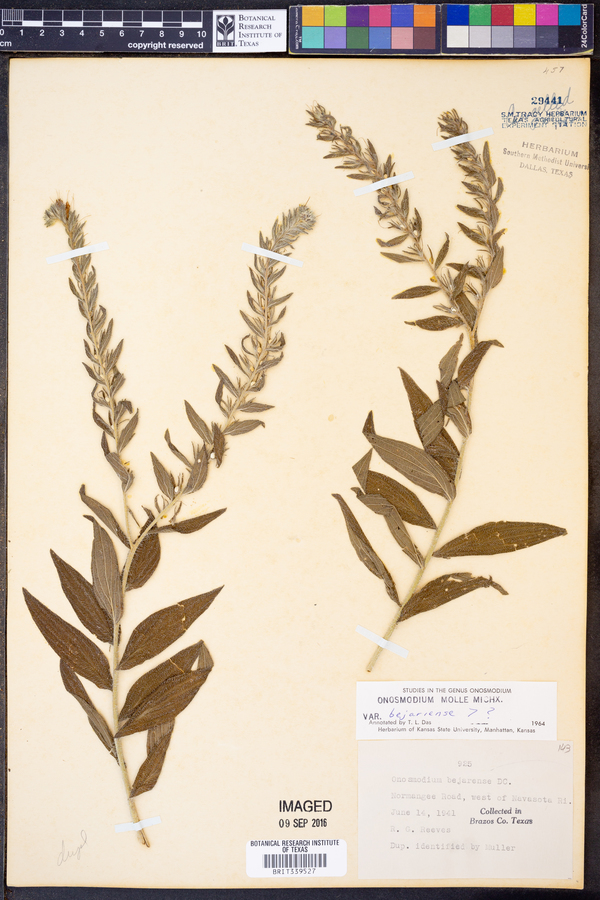 Onosmodium molle var. bejariense image