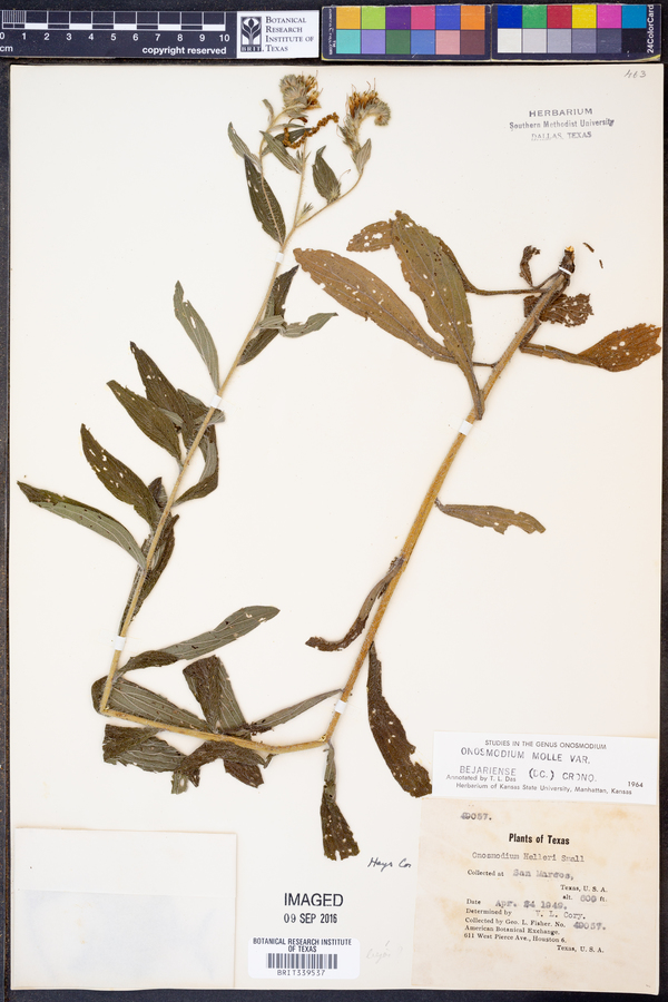 Onosmodium molle var. bejariense image