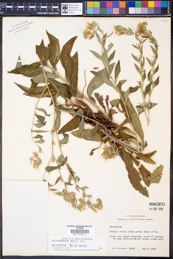 Onosmodium molle var. bejariense image
