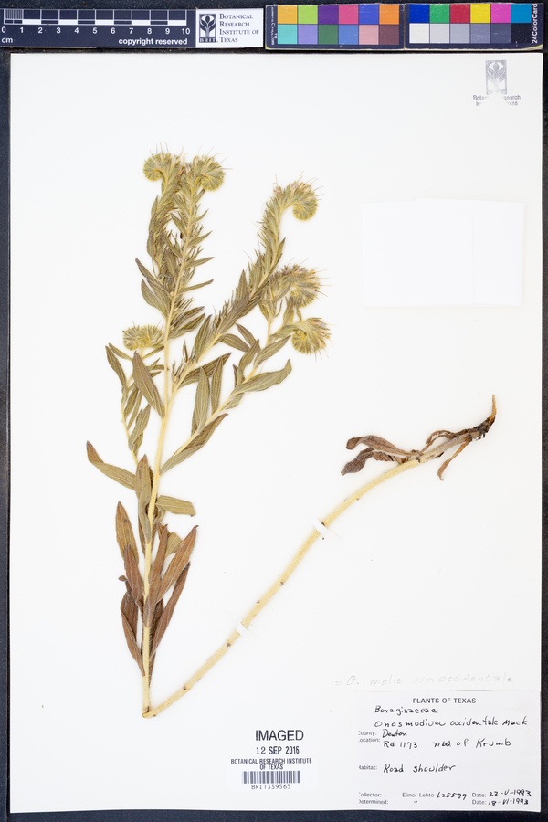 Onosmodium occidentale image