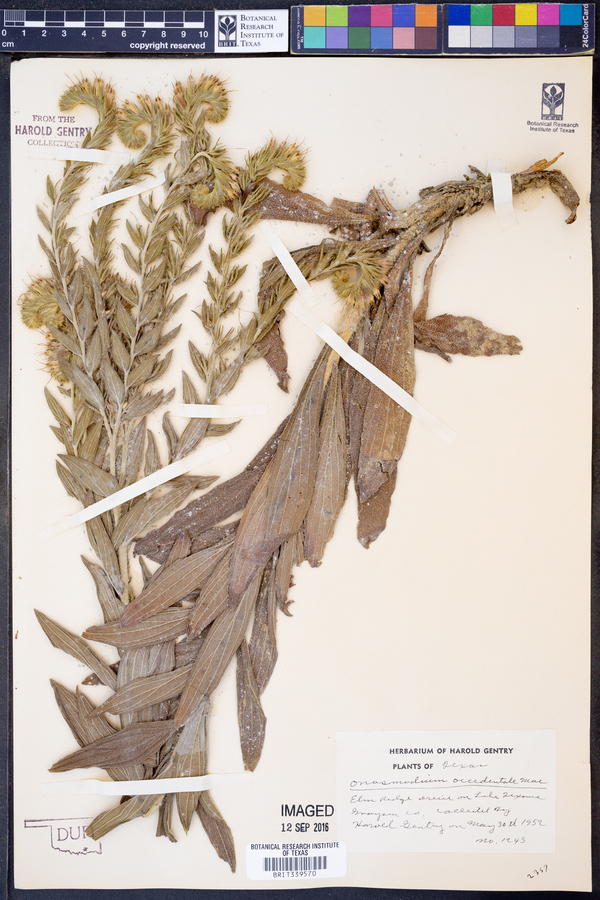 Onosmodium occidentale image