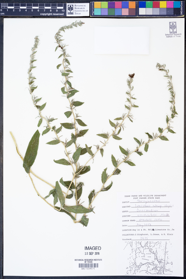 Onosmodium occidentale image