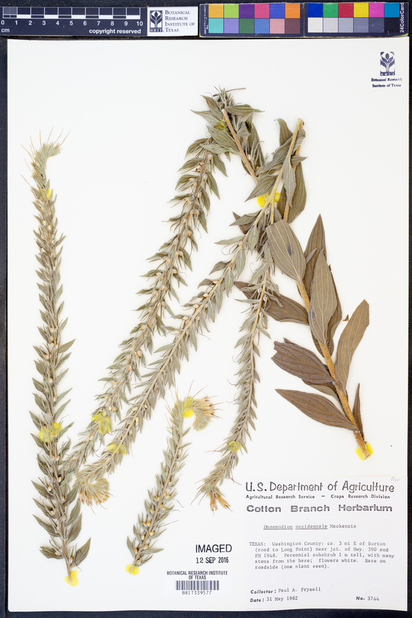 Onosmodium occidentale image