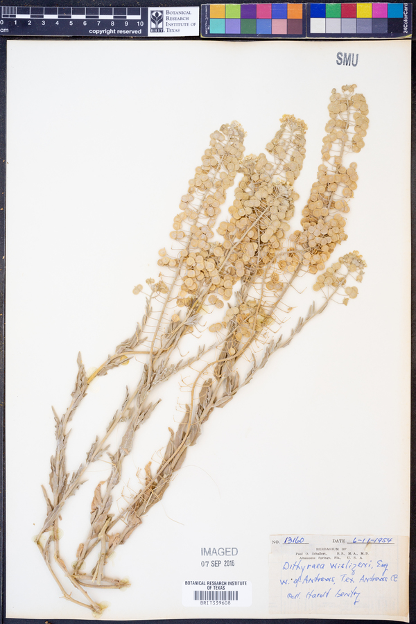 Dimorphocarpa candicans image