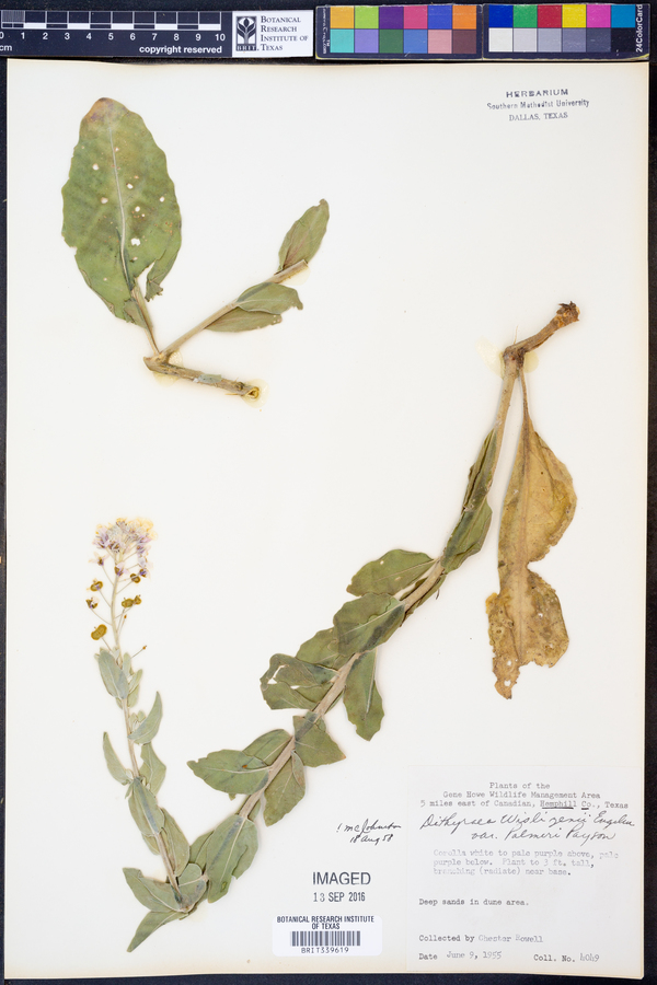 Dimorphocarpa candicans image
