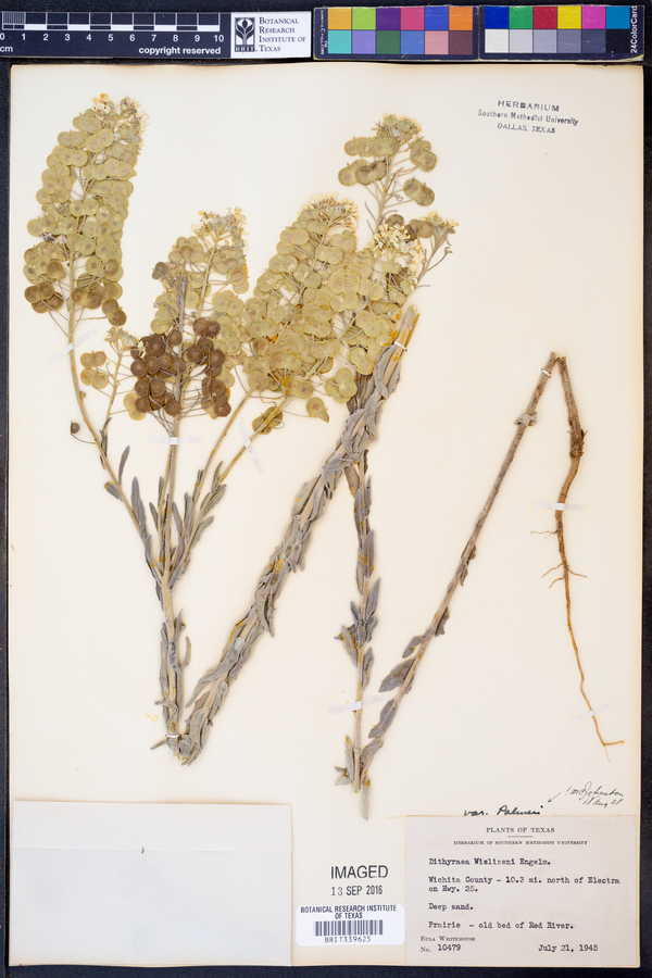 Dimorphocarpa candicans image