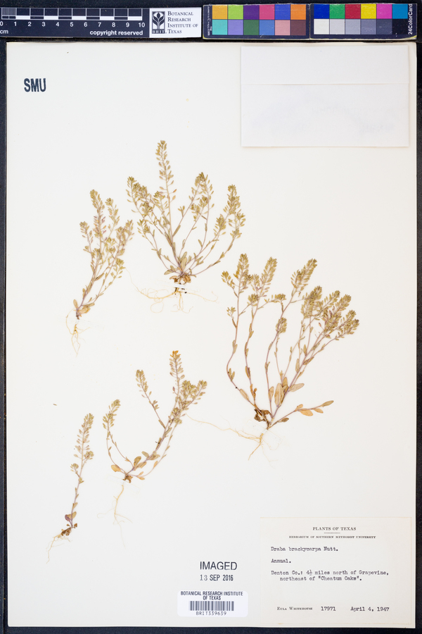 Draba brachycarpa image