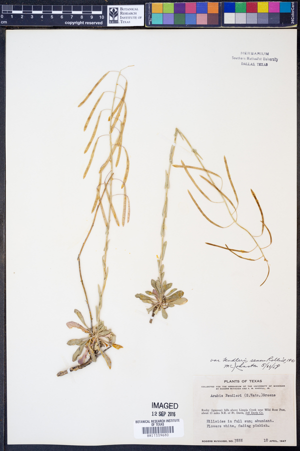 Arabis fendleri var. fendleri image