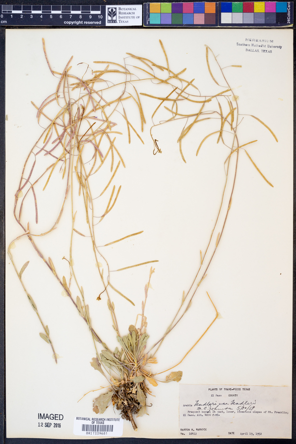 Arabis fendleri var. fendleri image