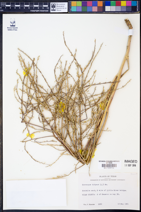 Lepidium didymum image