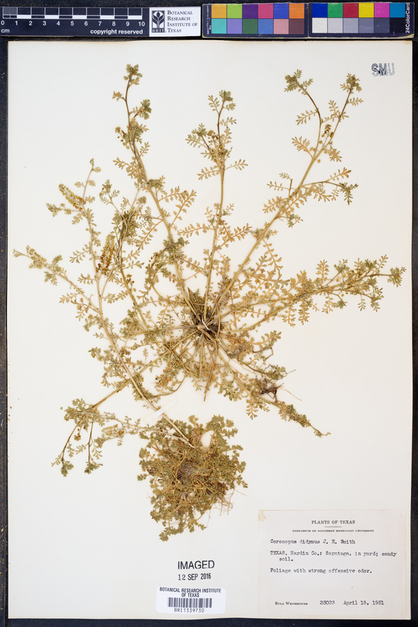 Lepidium didymum image