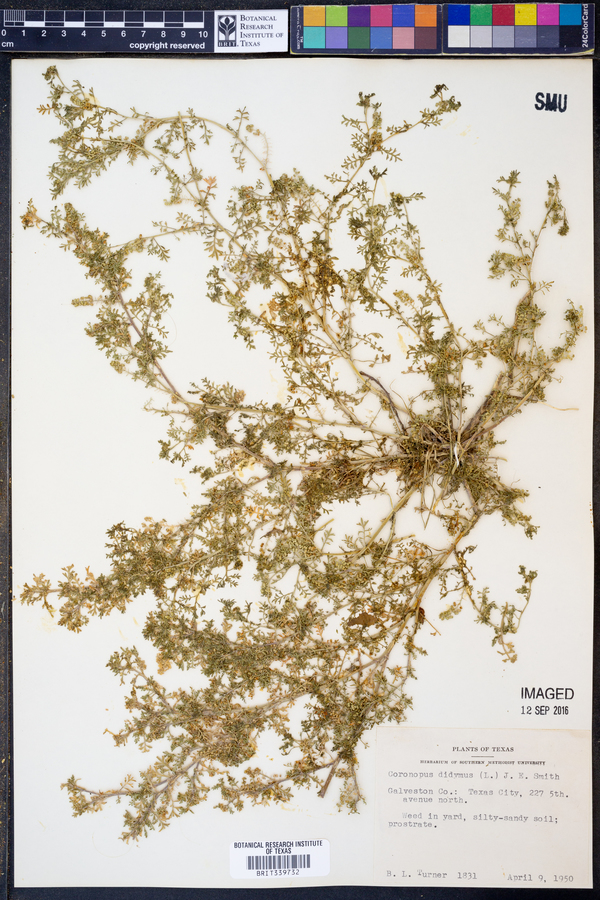 Lepidium didymum image