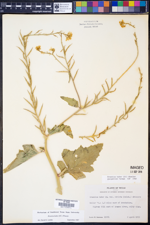 Sinapis arvensis image