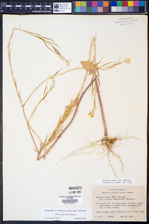 Sinapis arvensis image