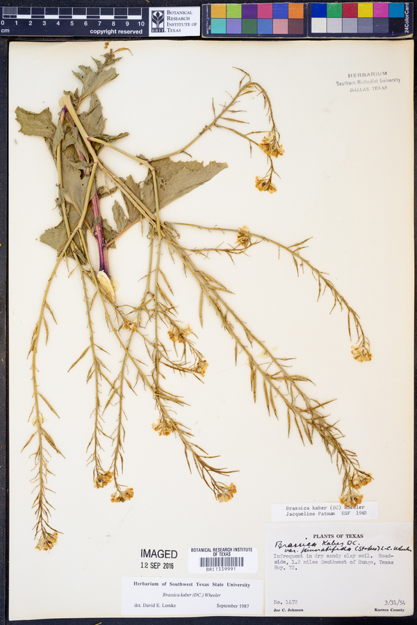 Sinapis arvensis image