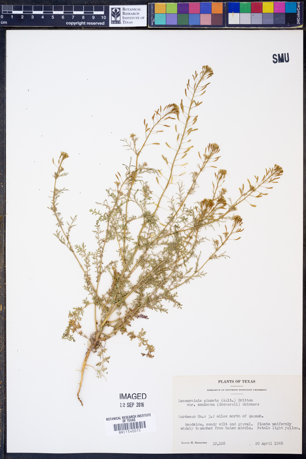 Descurainia pinnata ssp. halictorum image