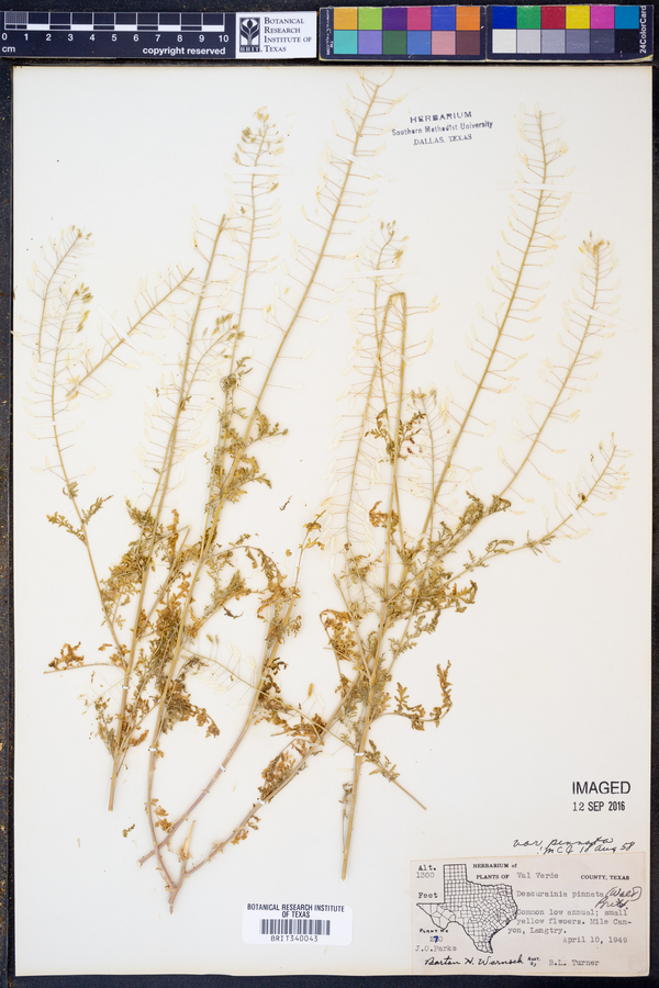 Descurainia pinnata var. pinnata image