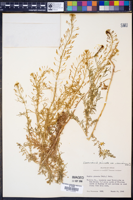 SEINet Portal Network - Descurainia pinnata subsp. halictorum