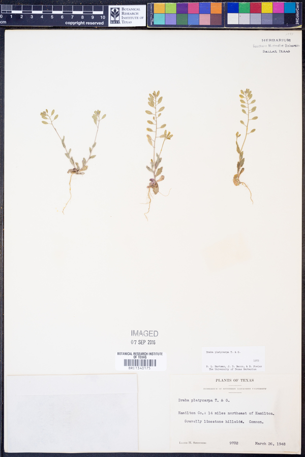 Draba platycarpa image